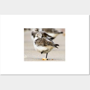Sanderling Posters and Art